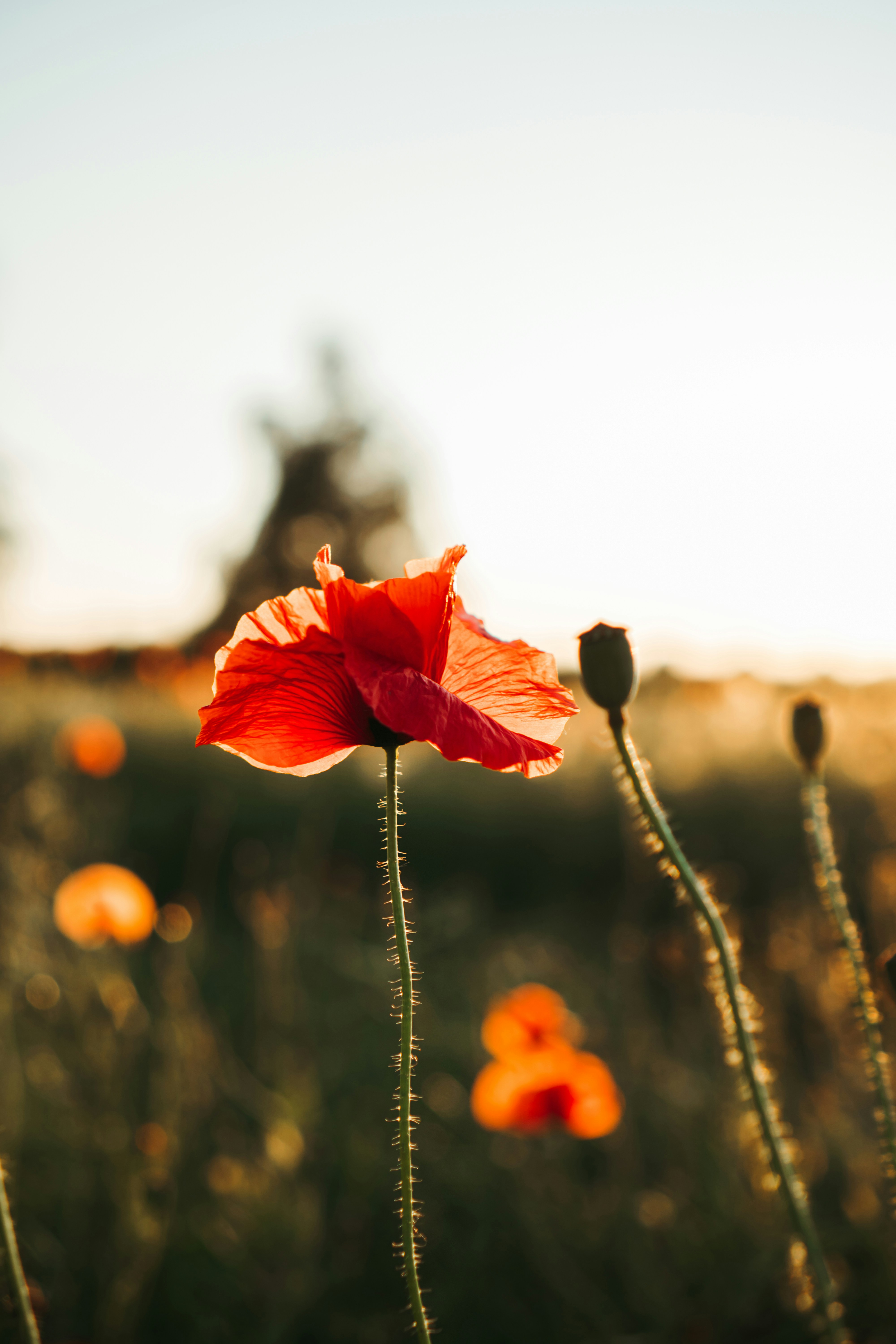 AN AUTHENTIC LIFE IS AN EASIER LIFE.  Blogpost featured image